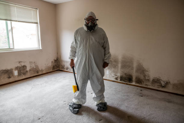 Best Black Mold Removal  in Strasburg, VA